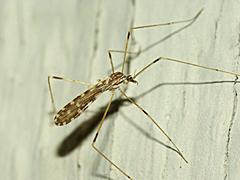 Limoniid Crane Fly